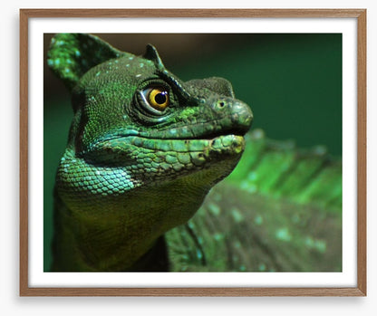Reptiles / Amphibian
