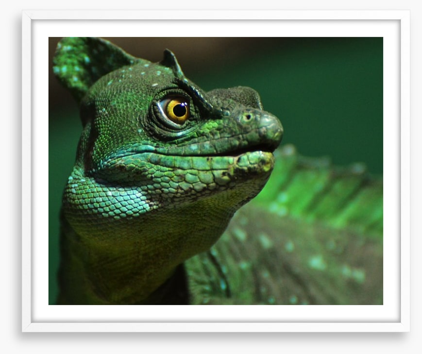 Reptiles / Amphibian