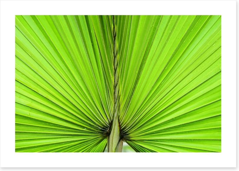 Vibrant palm