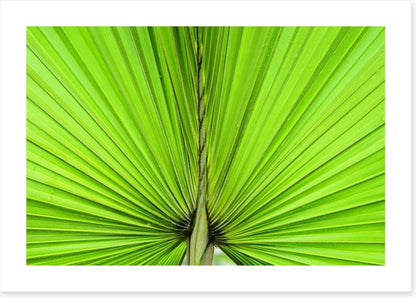 Vibrant palm