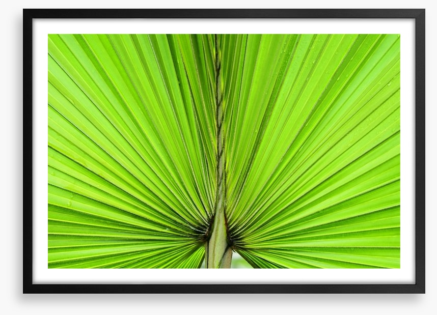 Vibrant palm
