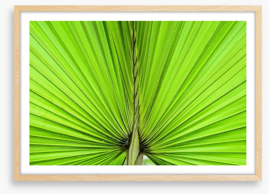 Vibrant palm