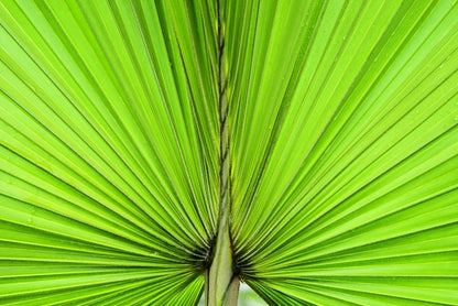 Vibrant palm