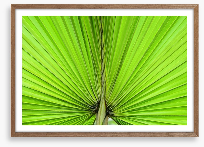 Vibrant palm