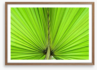 Vibrant palm