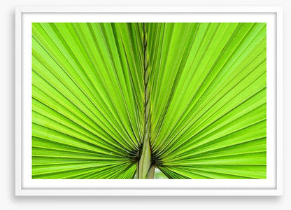 Vibrant palm