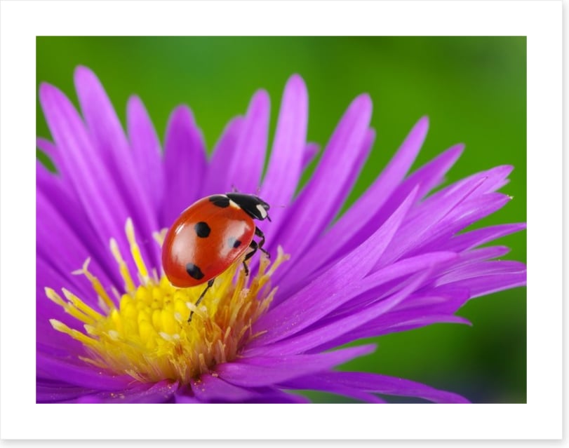 Insects