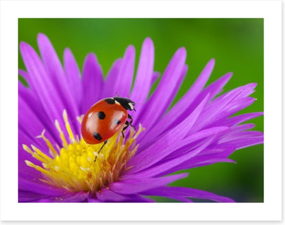 Insects