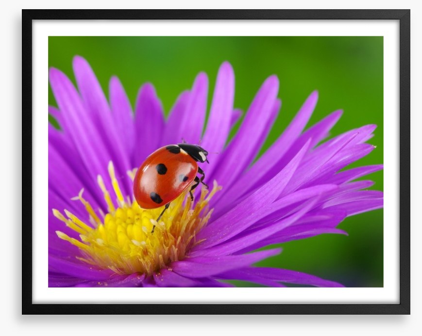 Insects