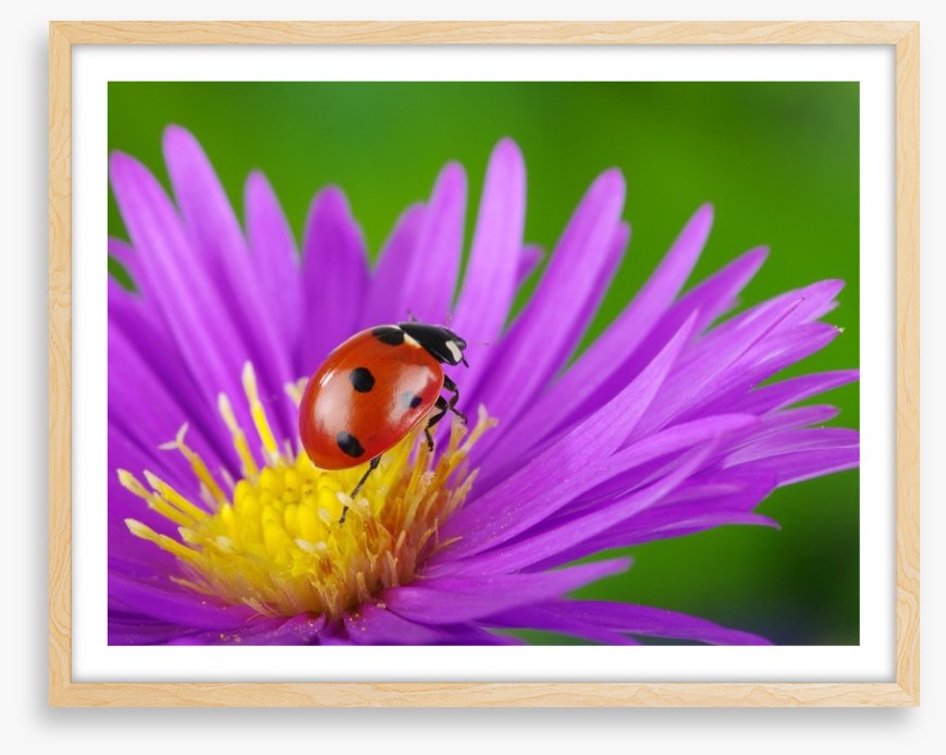 Insects