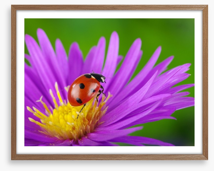 Insects