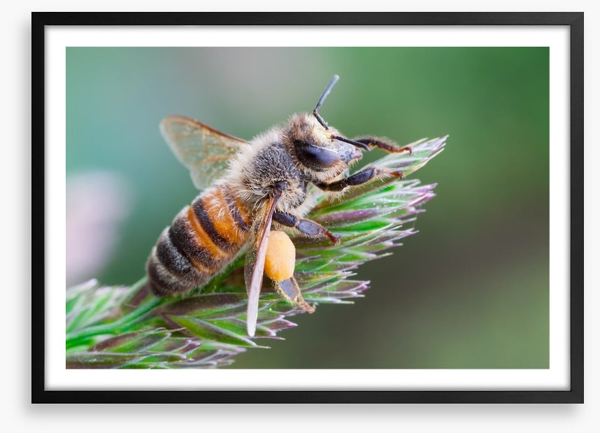 Busy bee