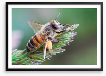 Busy bee