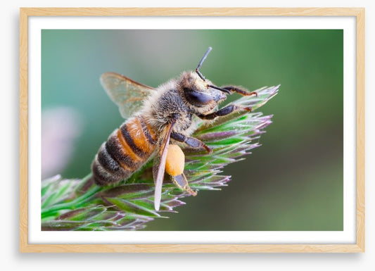 Busy bee
