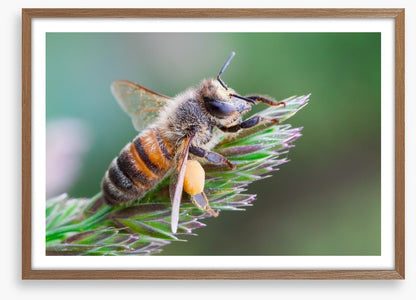 Busy bee