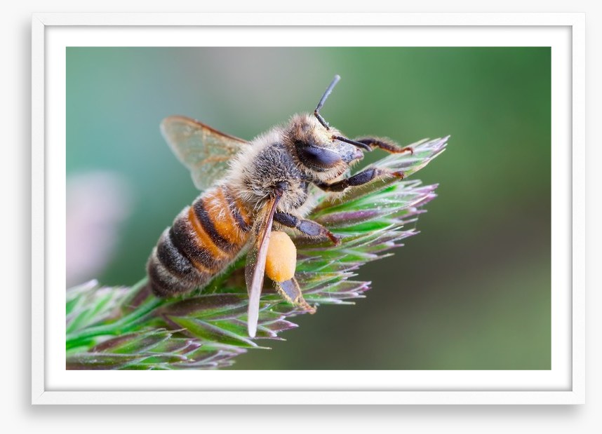 Busy bee