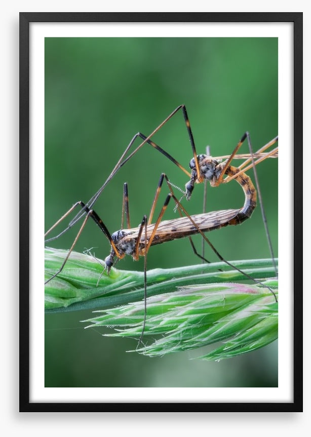 Insects
