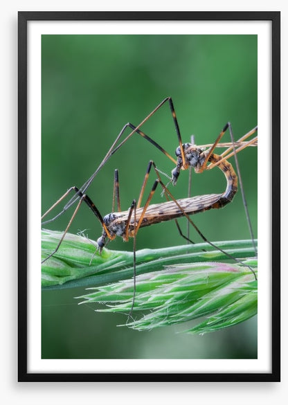 Insects