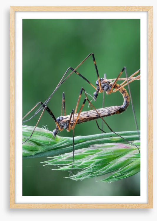 Insects