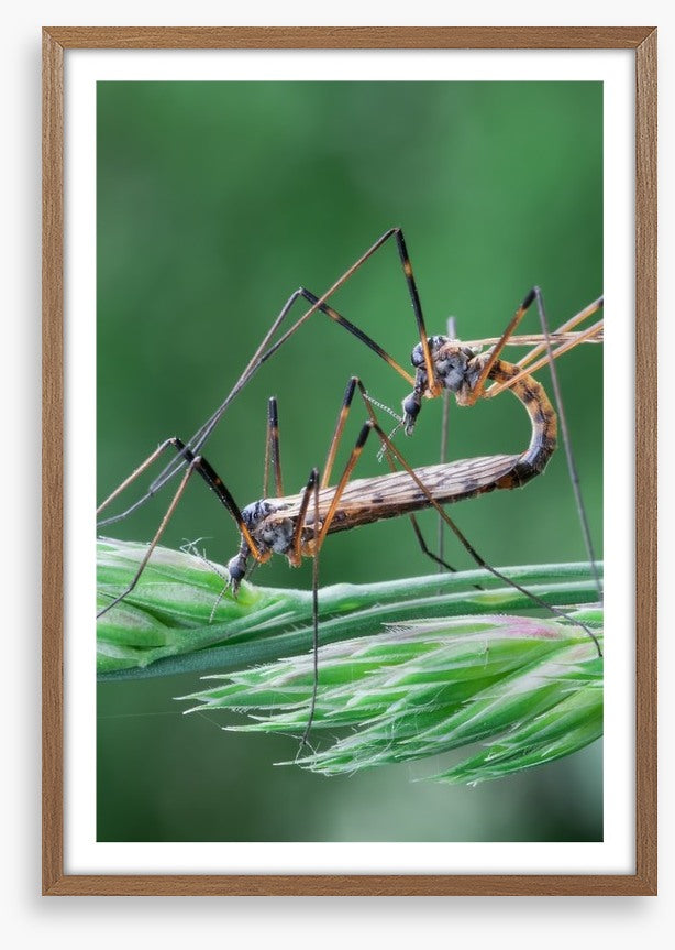 Insects