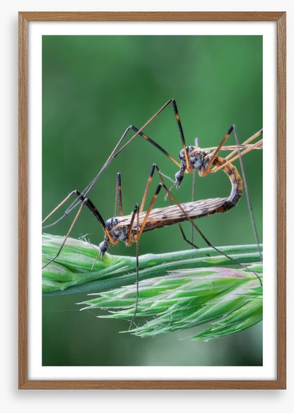 Insects