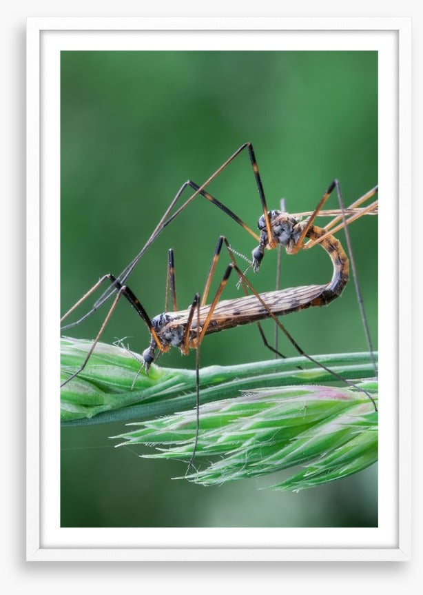 Insects