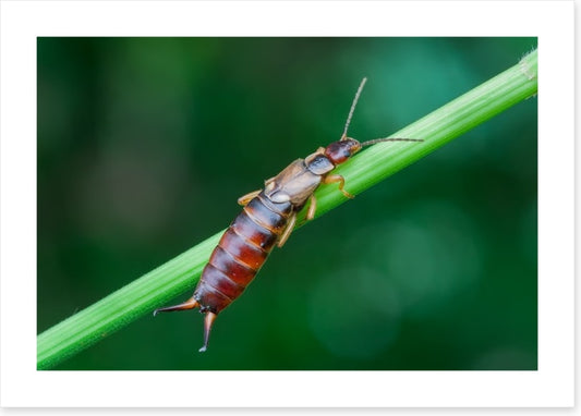 Insects