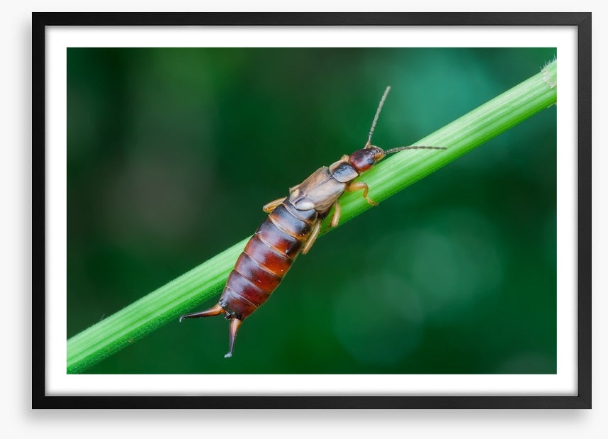 Insects