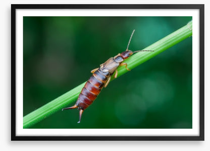 Insects