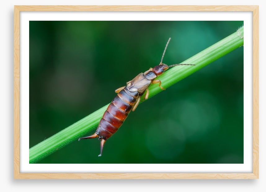 Insects