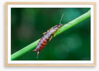 Insects