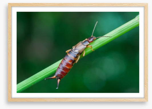 Insects