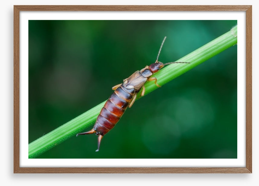 Insects