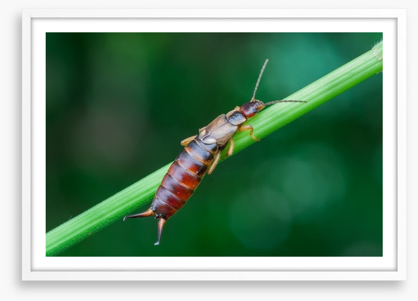 Insects