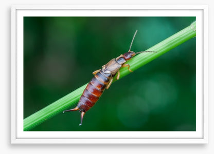 Insects