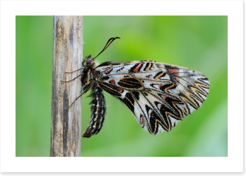 Insects