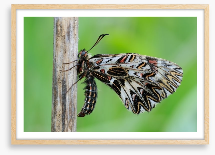 Insects