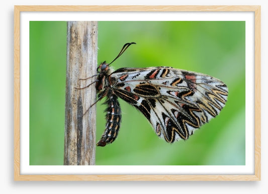 Insects
