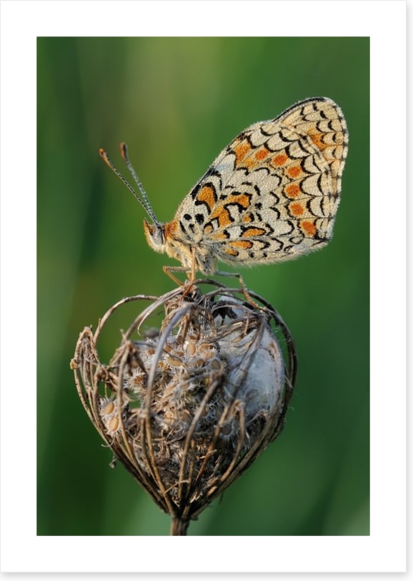 Insects