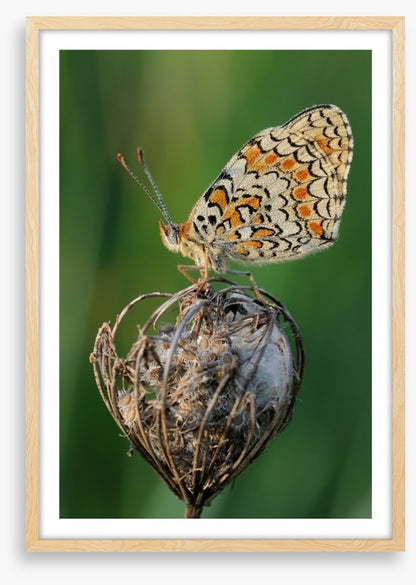 Insects