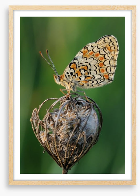 Insects