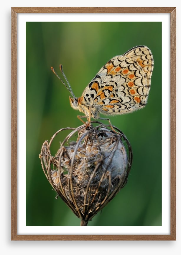 Insects