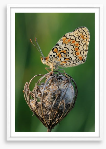Insects