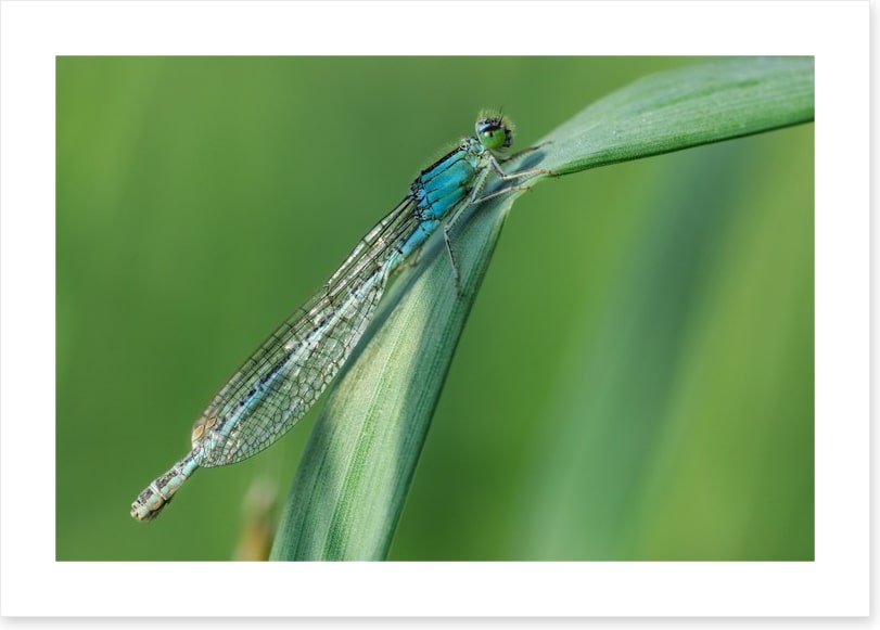 Insects