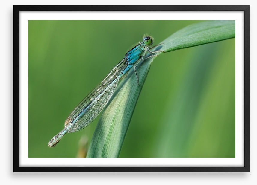 Insects
