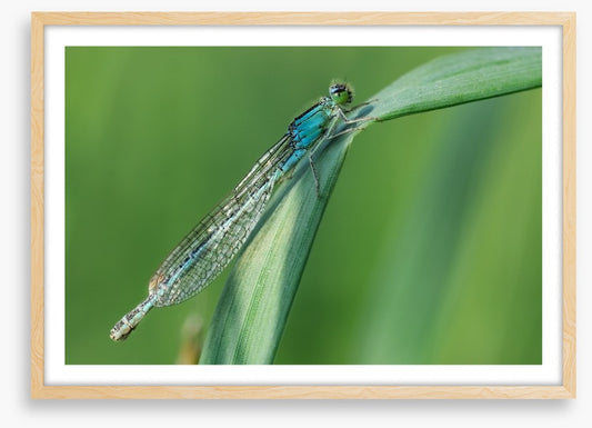 Insects