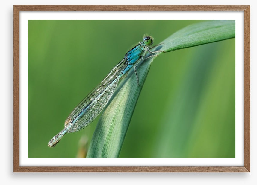 Insects