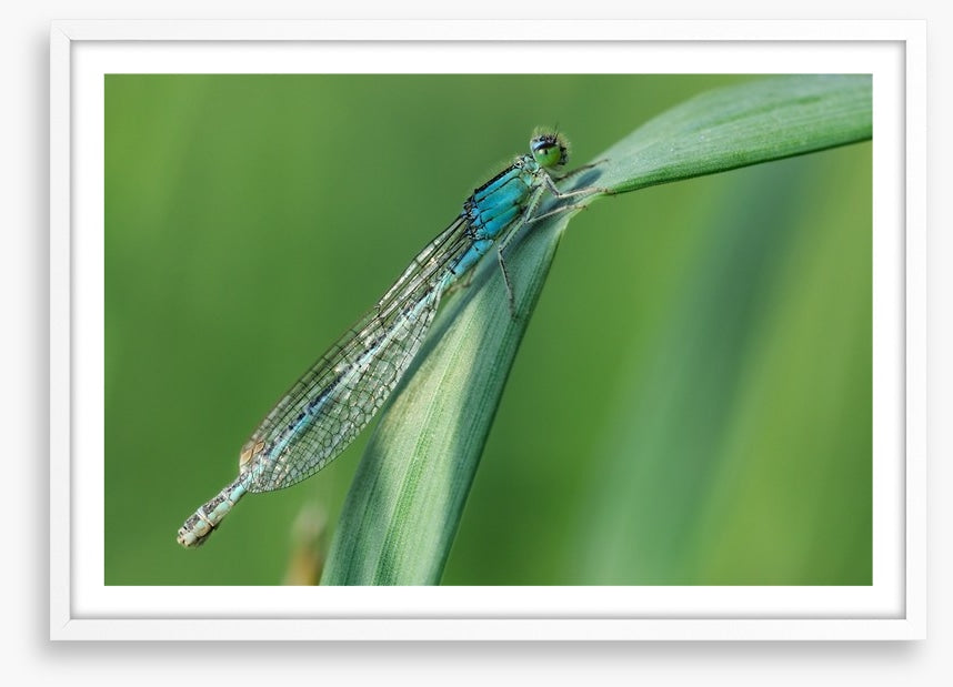 Insects