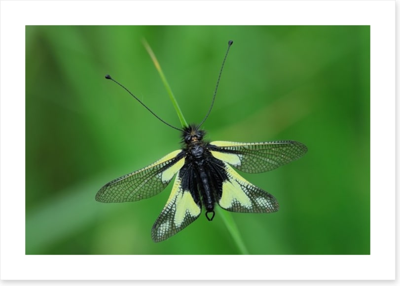 Insects
