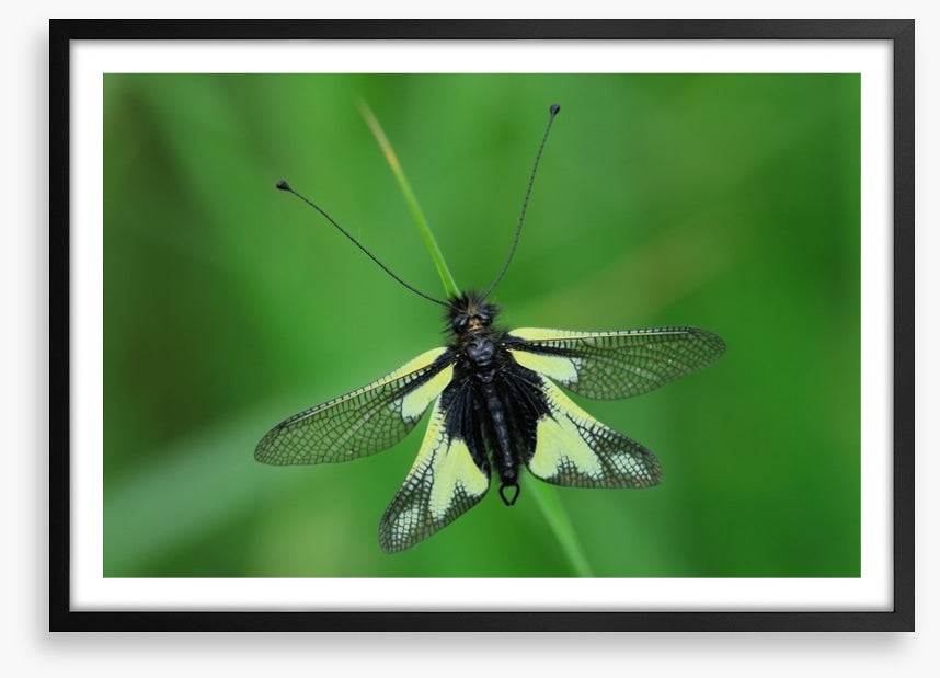 Insects